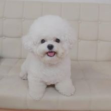 Bichon Frise Puppies Looking For Their Forever Home