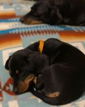Cut loving and adorable male and female Dachshund puppies for adoption