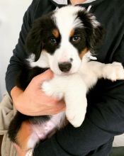 Cute Australian Shepherd Puppies For Adoption