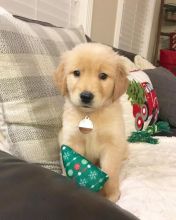 cute male and female golden retriever puppies for adoption