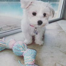 Dramatic Ckc Maltese Puppies