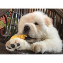 Fantastic Chow Chow Puppies For Adoption