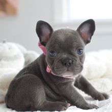 French Bulldog Puppies Ready For Their New Home