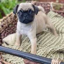 Healthy Male and Female pug Puppies Available For Adoption