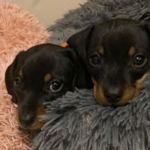 MALE AND FEMALE MINIATURE DACHSHUND PUPPIES???? AVAILABLE????