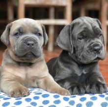 Adorable Blue Staffordshire Bull Terriers