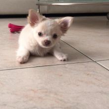 Cute Lovely chihuahua Puppies male and female for adoption