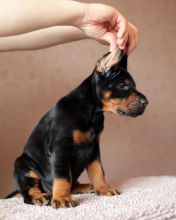 Cute Lovely Doberman Puppies male and female for adoption