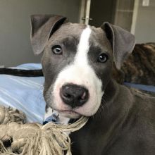 HEALTHY C.K.C BLUE NOSE AMERICAN PITBULL TERRIER PUPPIES