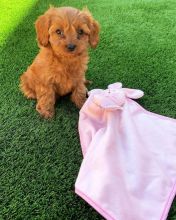 Healthy Male and Female Cavapoo Puppies Available For Adoption