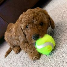 Healthy Male and Female Cavapoo Puppies Available For Adoption