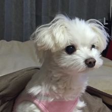 Healthy Male and Female MALTESE Puppies Available For Adoption