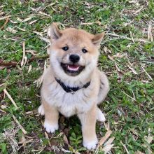 Home trained Shiba Inu puppies for re-homing
