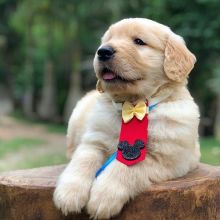Lovely golden retriever puppies available.