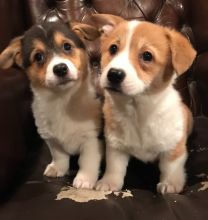 Pembroke Welsh Corgi Puppies