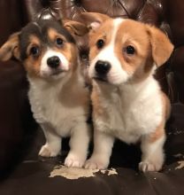 Pembroke Welsh Corgi Puppies for adoption