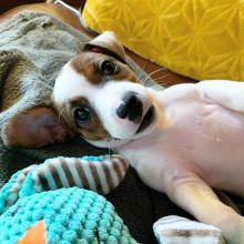 Quality Jack Russell Puppies For Adoption