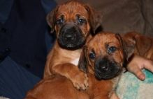 Rhodesian Ridgeback Puppies for adoption