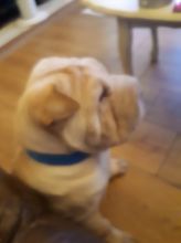 Shar Pei Puppies for beautiful homes legit pets
