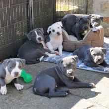 Staffordshire Bull Terrier Puppies