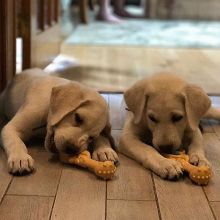 Wonderful Labrador Retrievers puppies available