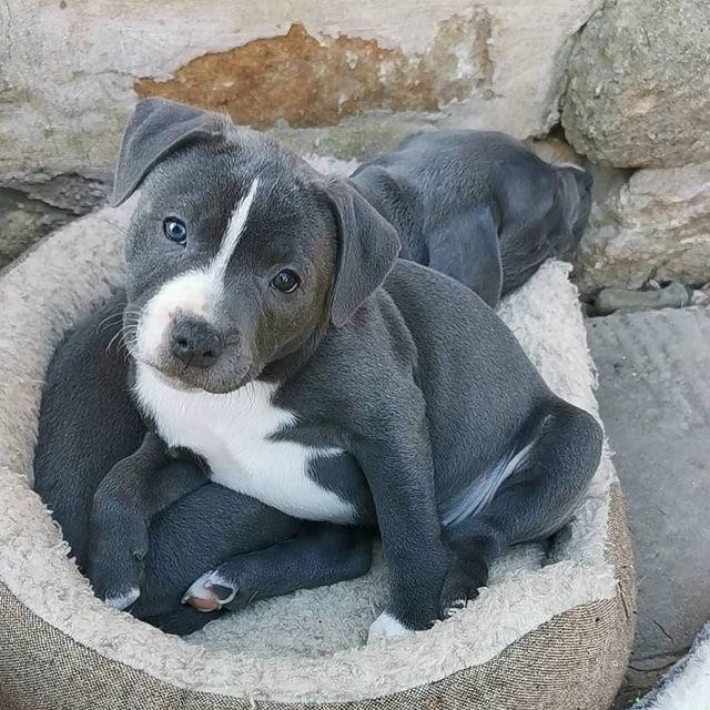 Adorable Blue Staffordshire Bull Terriers Image eClassifieds4u