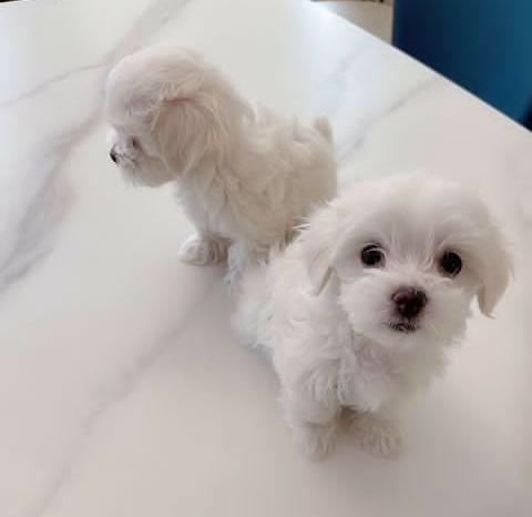 Bolognese puppies Bolognese puppies available now!legit pets Image eClassifieds4u