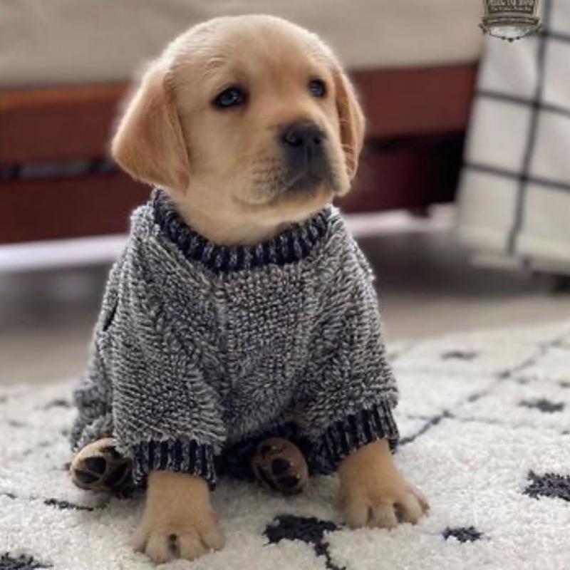 C.K.C MALE AND FEMALE GOLDEN RETRIEVER PUPPIES AVAILABLE Image eClassifieds4u