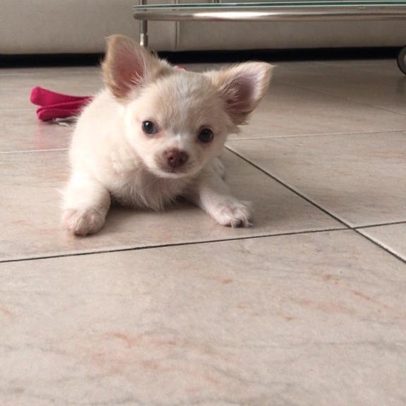 Cute Lovely chihuahua Puppies male and female for adoption Image eClassifieds4u