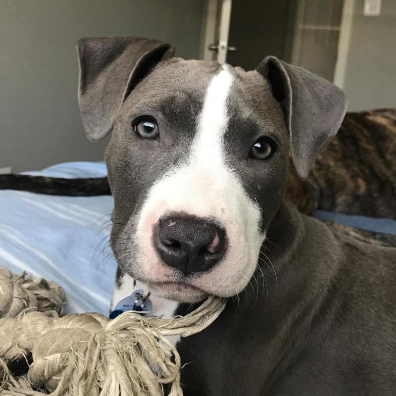 HEALTHY C.K.C BLUE NOSE AMERICAN PITBULL TERRIER PUPPIES Image eClassifieds4u