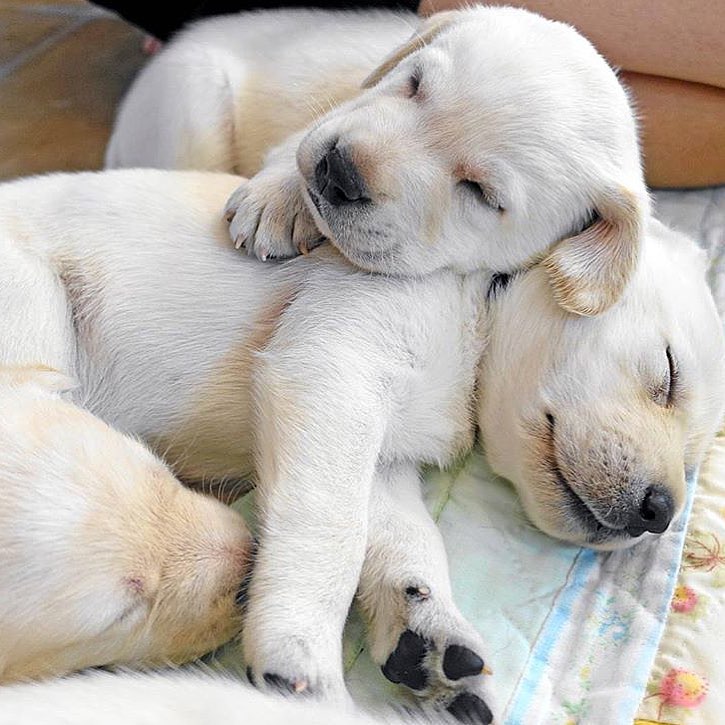 Healthy Male and Female Cavapoo Puppies Available For Adoption Image eClassifieds4u