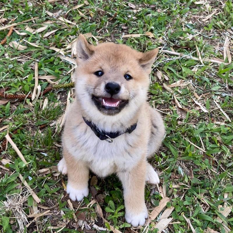 Home trained Shiba Inu puppies for re-homing Image eClassifieds4u