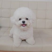 Bichon Frise Puppies Looking For Their Forever Home Image eClassifieds4U