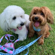 C.K.C MALE AND FEMALE HAVANESE PUPPIES AVAILABLE Image eClassifieds4U