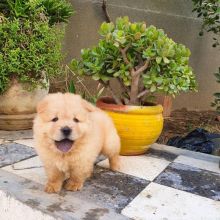 Cut loving and adorable male and female Dachshund puppies for adoption Image eClassifieds4u 2