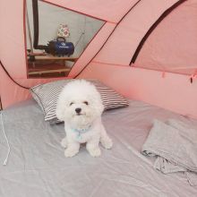 male and female home raise Bichon Frise puppies, Image eClassifieds4U