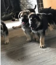 German Shepherd Puppies for healthy pet lovers legit pets Image eClassifieds4U