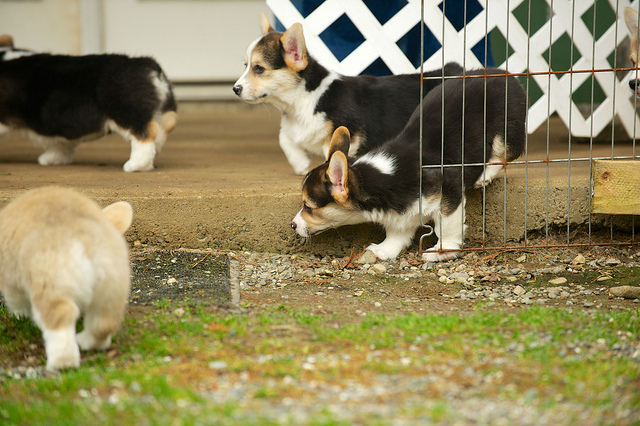 Pembroke Welsh Corgi Puppies for adoption legit pets Image eClassifieds4u