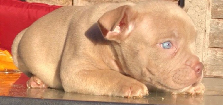 Pocket Bully puppies for bully lovers legit pets Image eClassifieds4u