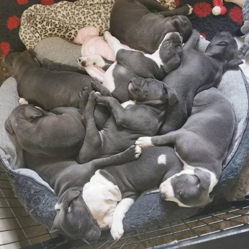 Quality Jack Russell Puppies For Adoption Image eClassifieds4u