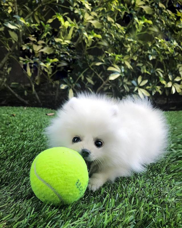 Two Beautiful Pomeranian Puppies Image eClassifieds4u