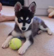 Alaskan klee kai puppies (267) 820-9095 or amandamoore339@gmail.com