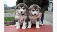 Alaskan Malamute puppies available. (267) 820-9095 or amandamoore339@gmail.com