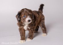 Aussiedoodle puppies for sale, (267) 820-9095 or amandamoore339@gmail.com