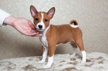 Basenji puppies for sale, (267) 820-9095 or amandamoore339@gmail.com