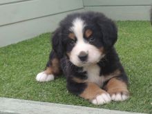 Bernese Mountain Dog puppies for sale, (267) 820-9095 or amandamoore339@gmail.com