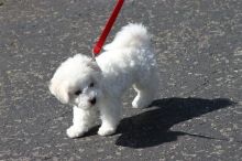 bichon frise puppies for sale, (267) 820-9095 or amandamoore339@gmail.com