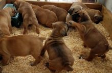 Boerboel puppies for sale, (267) 820-9095 or amandamoore339@gmail.com