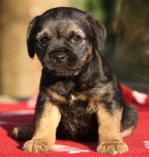 Border Terrier puppies for sale,(267) 820-9095 or amandamoore339@gmail.com