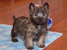 cairn terrier puppies (360) 722-5530 or amandamoore339@gmail.com